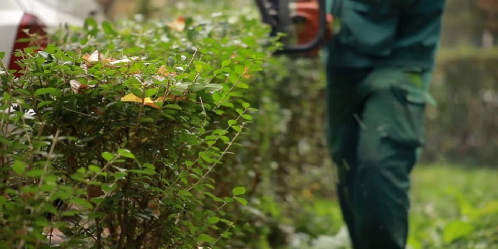 Maintain Outside Branches/Shrubs renovating a home.