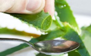 aloe vera plant