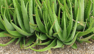 aloe vera plant