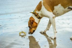 dogs eat crab