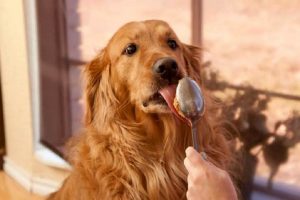 dogs eat honey