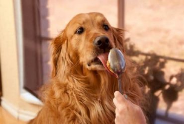 dogs eat honey