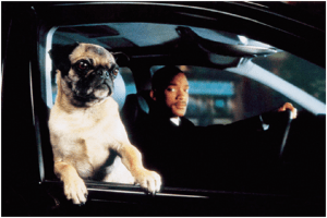 how long do pugs live