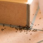 Ants at home