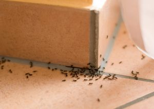Ants at home