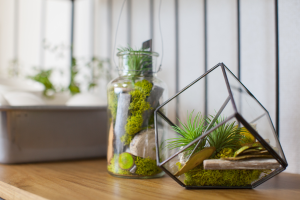 Decorate Your Home on a Budget
