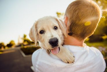Making Your Dog Happy