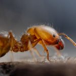 do ants sleep