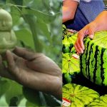 most expensive fruits