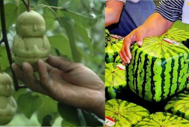 most expensive fruits