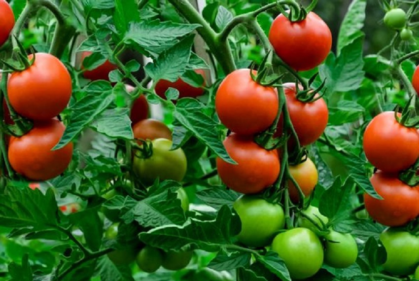 How To Save Tomato Seeds