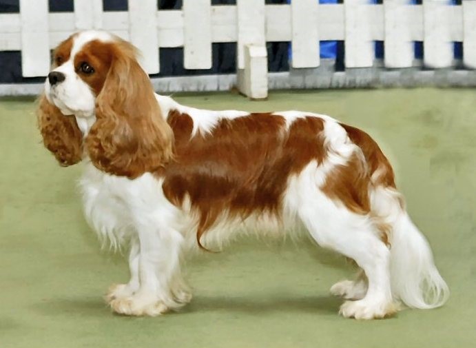 Friendly Dog Breeds