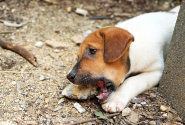 how to stop dog from eating rocks