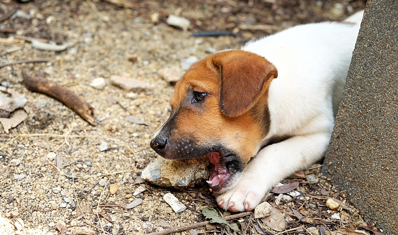 how to stop dog from eating rocks