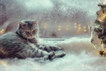 Do cats eat less in winter