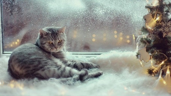 Do cats eat less in winter