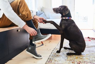 How to clean dog poop