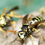 Wasps