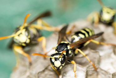 Wasps