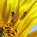 Ants On Sunflower