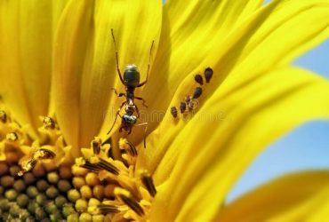 Ants On Sunflower