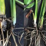 Peace Lily Root Rot