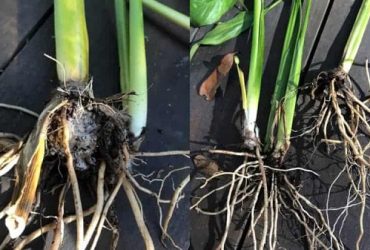 Peace Lily Root Rot