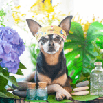 Ideal Business Franchises Pet Care Industry