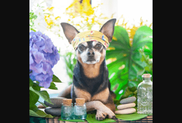 Ideal Business Franchises Pet Care Industry