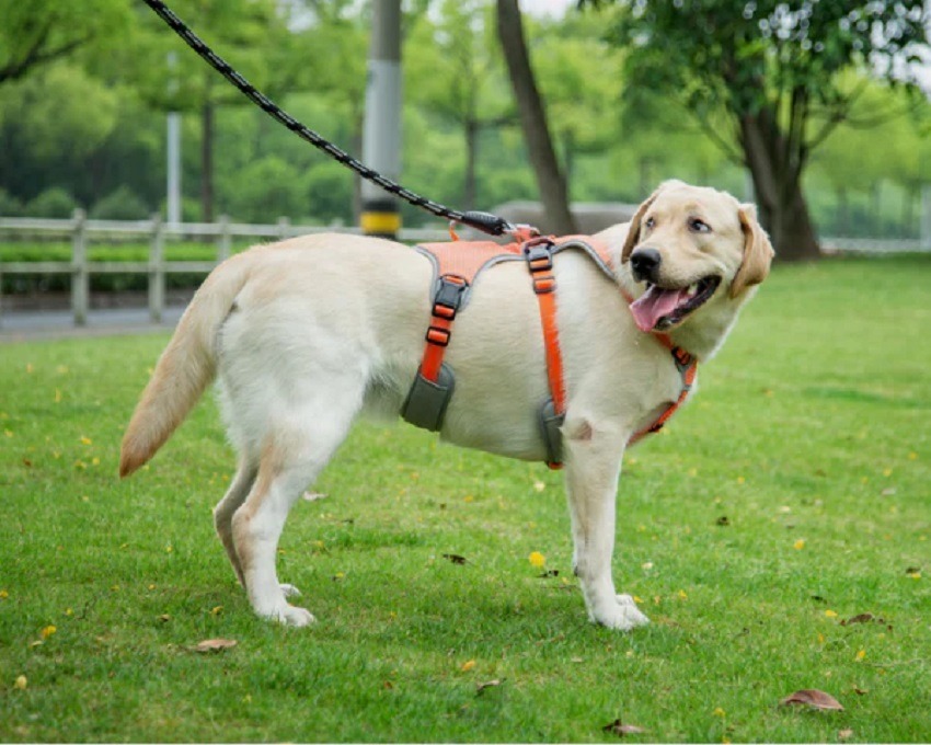 Benefits of Using a Reflective Dog Leash