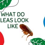 What Do Fleas Look Like