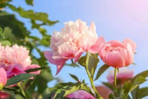 What are the Stages of Growth of a Peony: Early Growth and Development