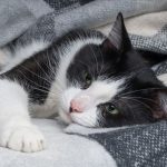 How do i know if my cat is sick