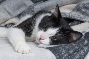 How do i know if my cat is sick