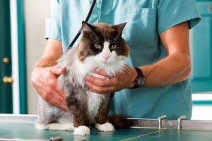 How to Tell if My Cat is Sick