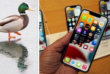 Ducking iPhone