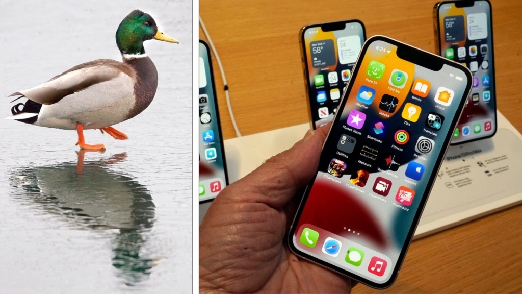 Ducking iPhone