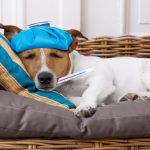 How do i know if my dog has a fever
