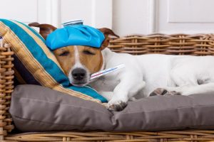 How do i know if my dog has a fever