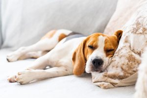Recognizing Signs of Fever in Dogs
