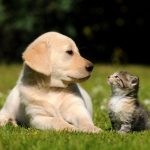 How do pets help with socialization?