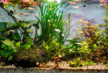 What happens if the water gets too warm