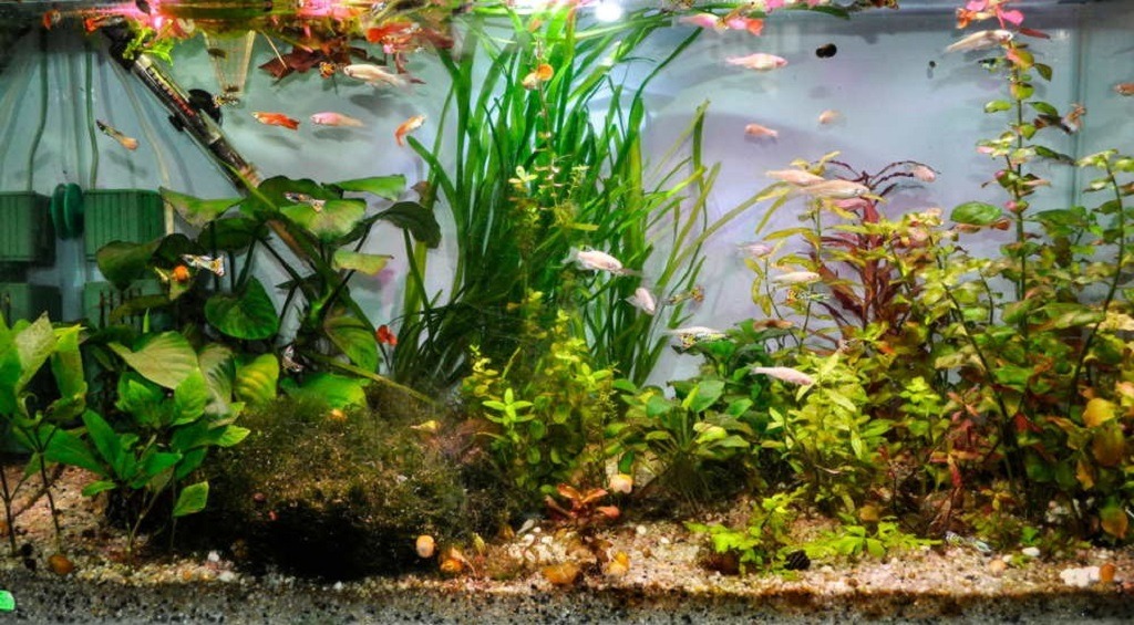 What happens if the water gets too warm