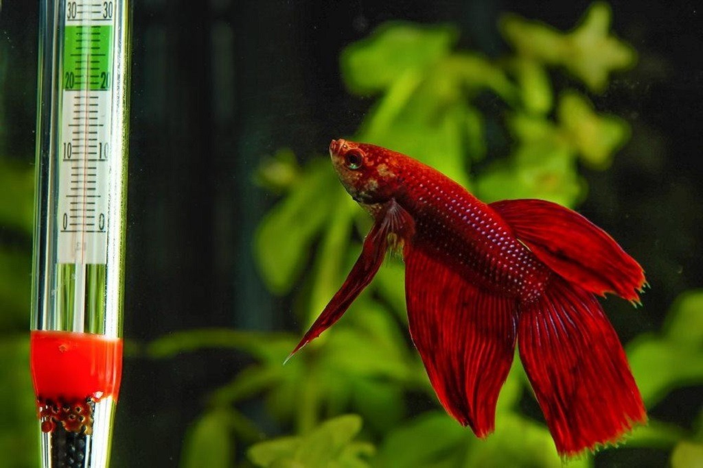 Where should I place my aquarium heater