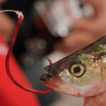 Assortment of the best catfish baits including live worms, cut bait, and commercial options for a successful fishing trip