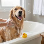 Playful dog enjoying a gentle bath with medicated shampoo for allergy relief