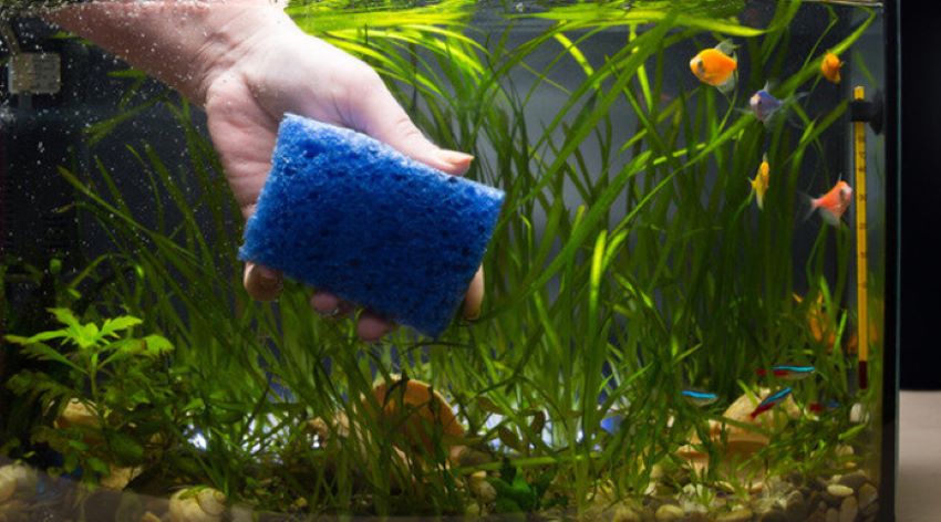 Fish tank medication used to treat common freshwater fish problems