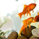 Choosing the right aquarium treatment for common fish diseases