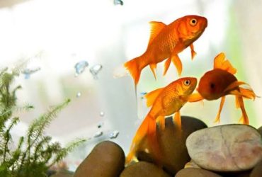 Choosing the right aquarium treatment for common fish diseases