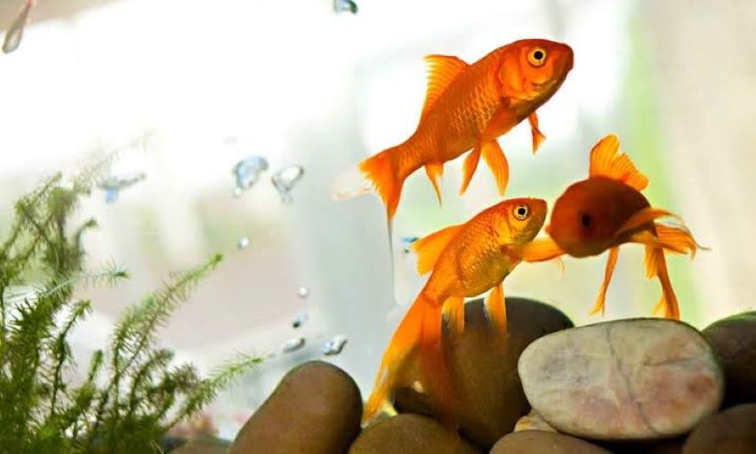Choosing the right aquarium treatment for common fish diseases
